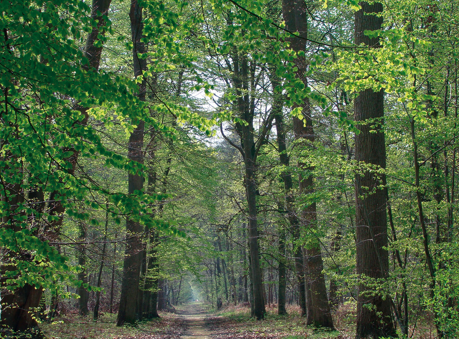 Seine, murs et forêts