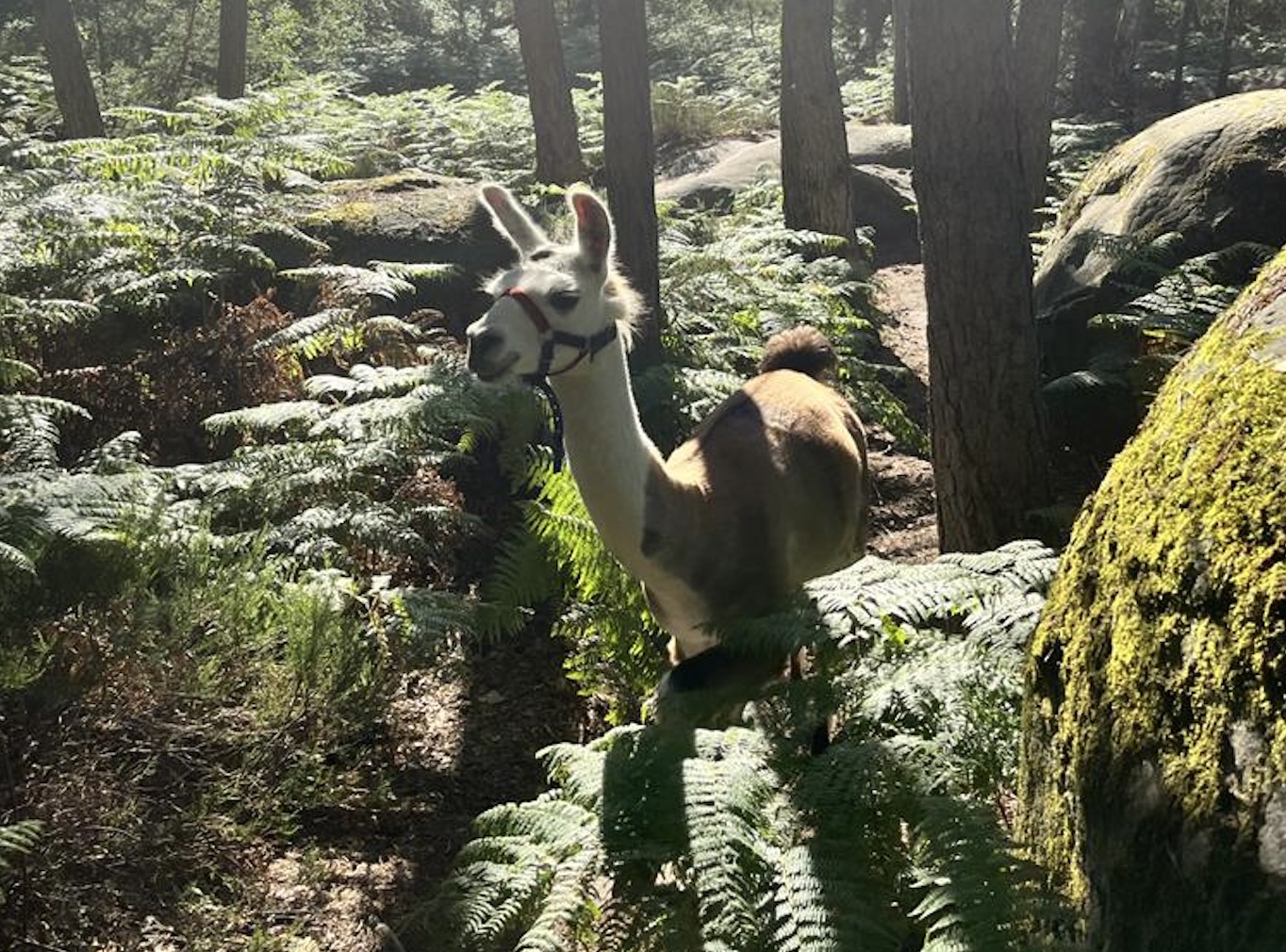 Balade avec les lamas